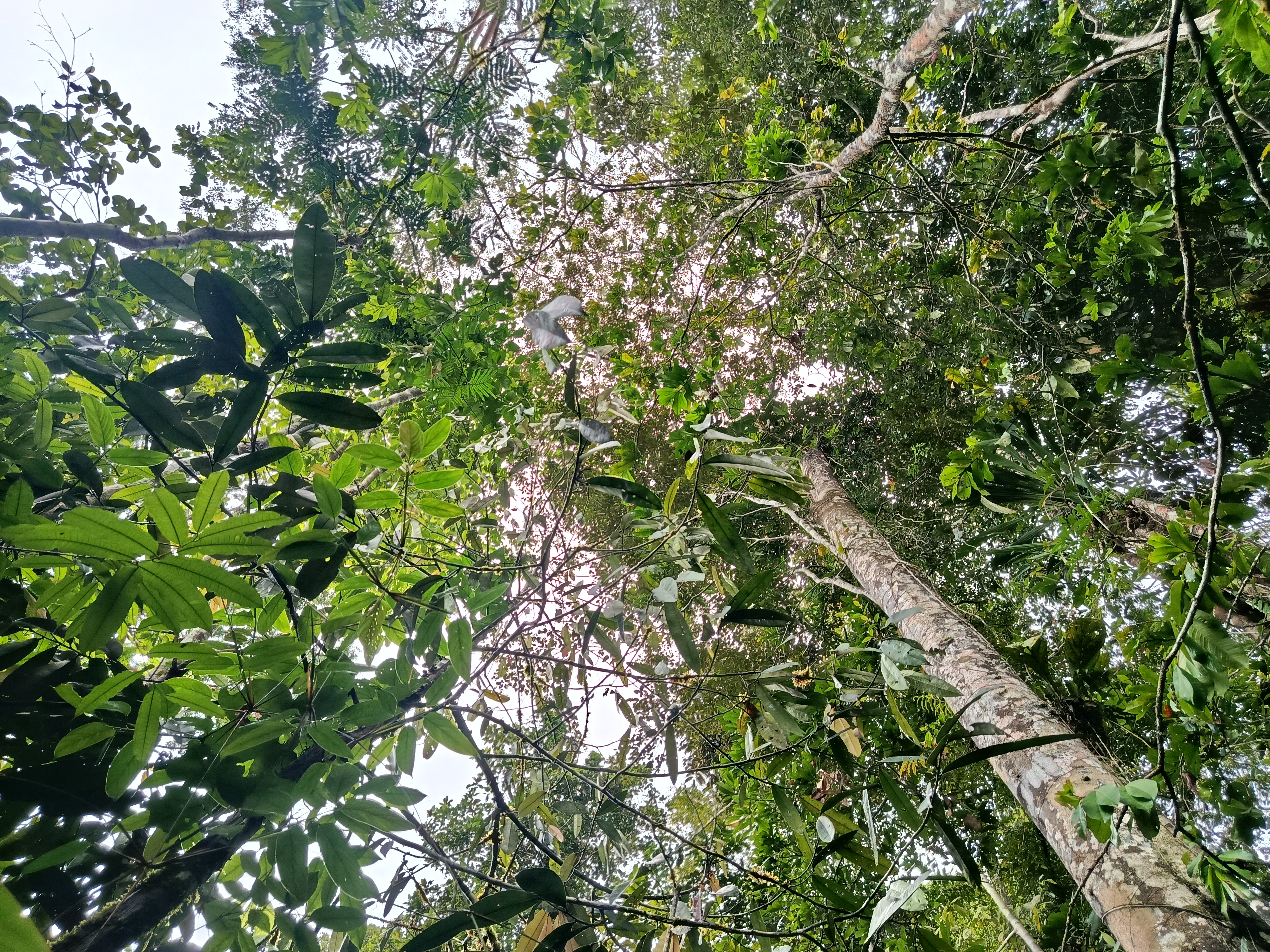 Fotografía Amazonas